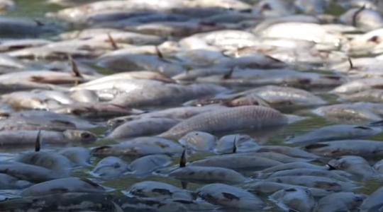 Rettenetes halpusztulás – Videó erős idegzetűeknek!