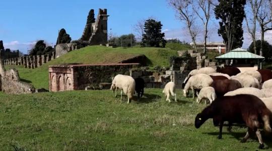 Igazi agrármegoldás Pompeji romvárosának védelmében