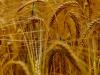 Fontos tudni: az ukrán gabonadömping az egészségre is káros