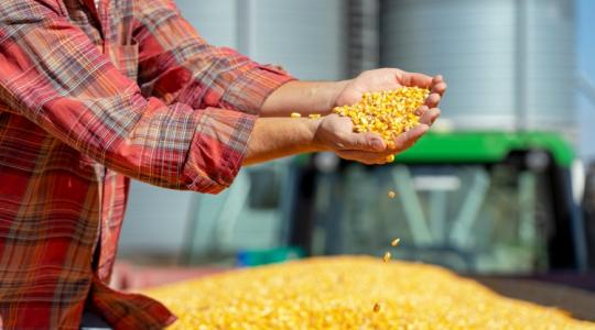 Honnan lesz kukorica a feldolgozóknak és a takarmányiparnak? 